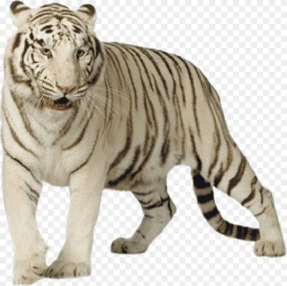 White Tiger White Tiger, Animal, Mammal, Wildlife Free Png Download