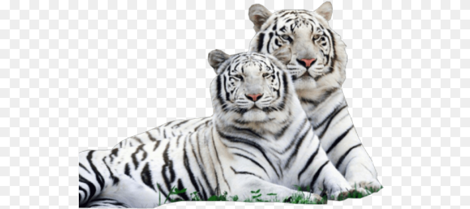 White Tiger White Tiger, Animal, Mammal, Wildlife Free Png