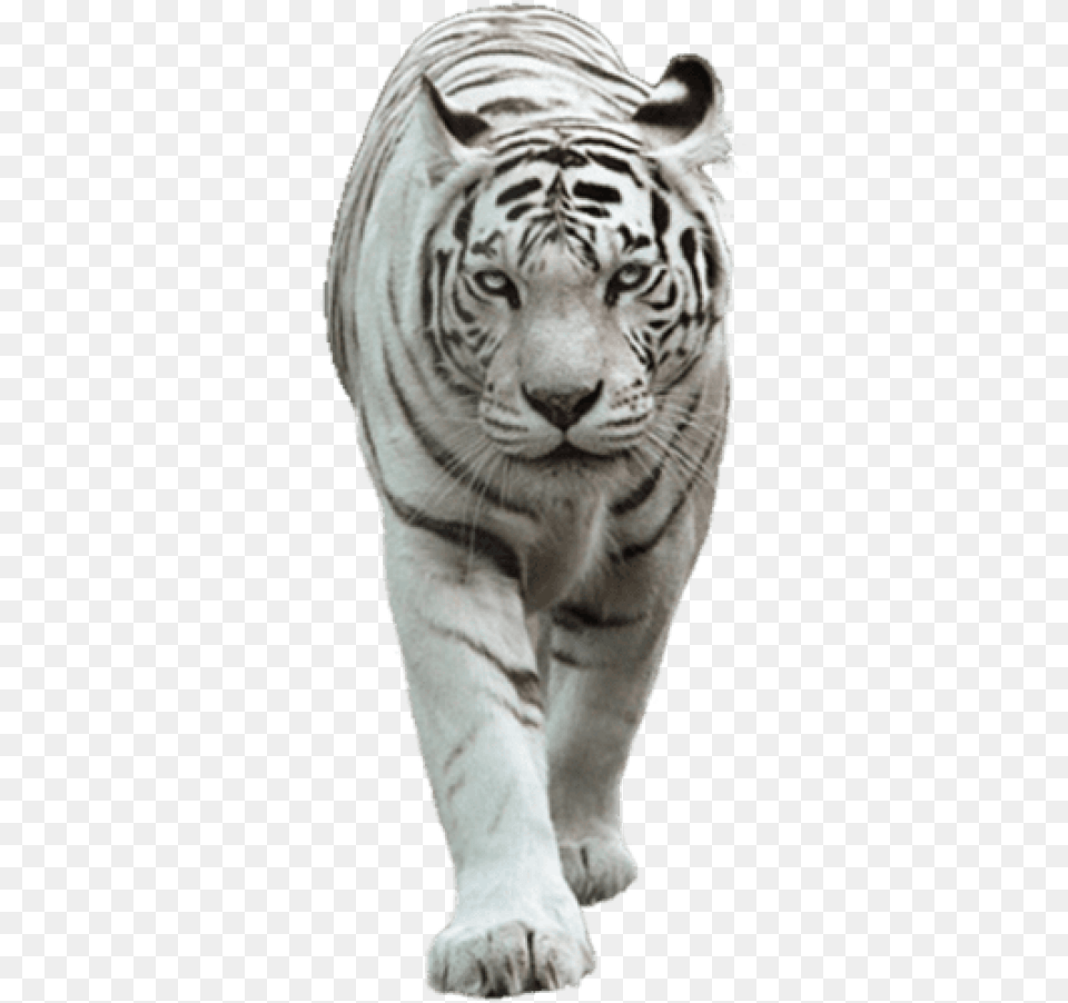 White Tiger White Tiger, Animal, Mammal, Wildlife Free Png Download