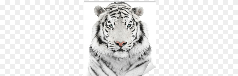 White Tiger White Tiger Wall Head, Animal, Mammal, Wildlife Free Png Download