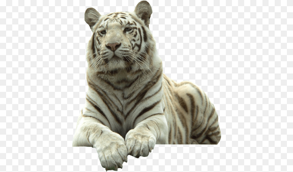 White Tiger White Tiger With Transparent Background, Animal, Mammal, Wildlife Free Png