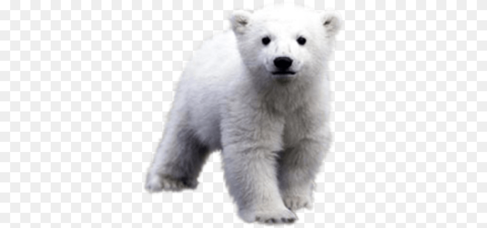 White Transparent Background Polar Bear, Animal, Mammal, Wildlife, Polar Bear Png