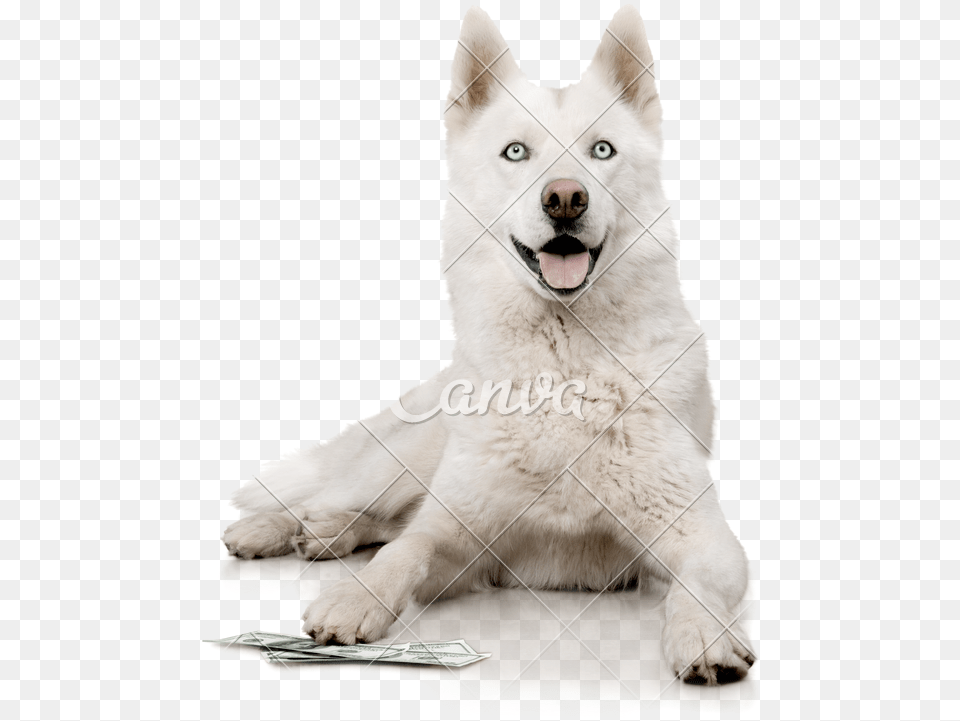 White Transparent Husky White Husky, Animal, Canine, Dog, Mammal Free Png