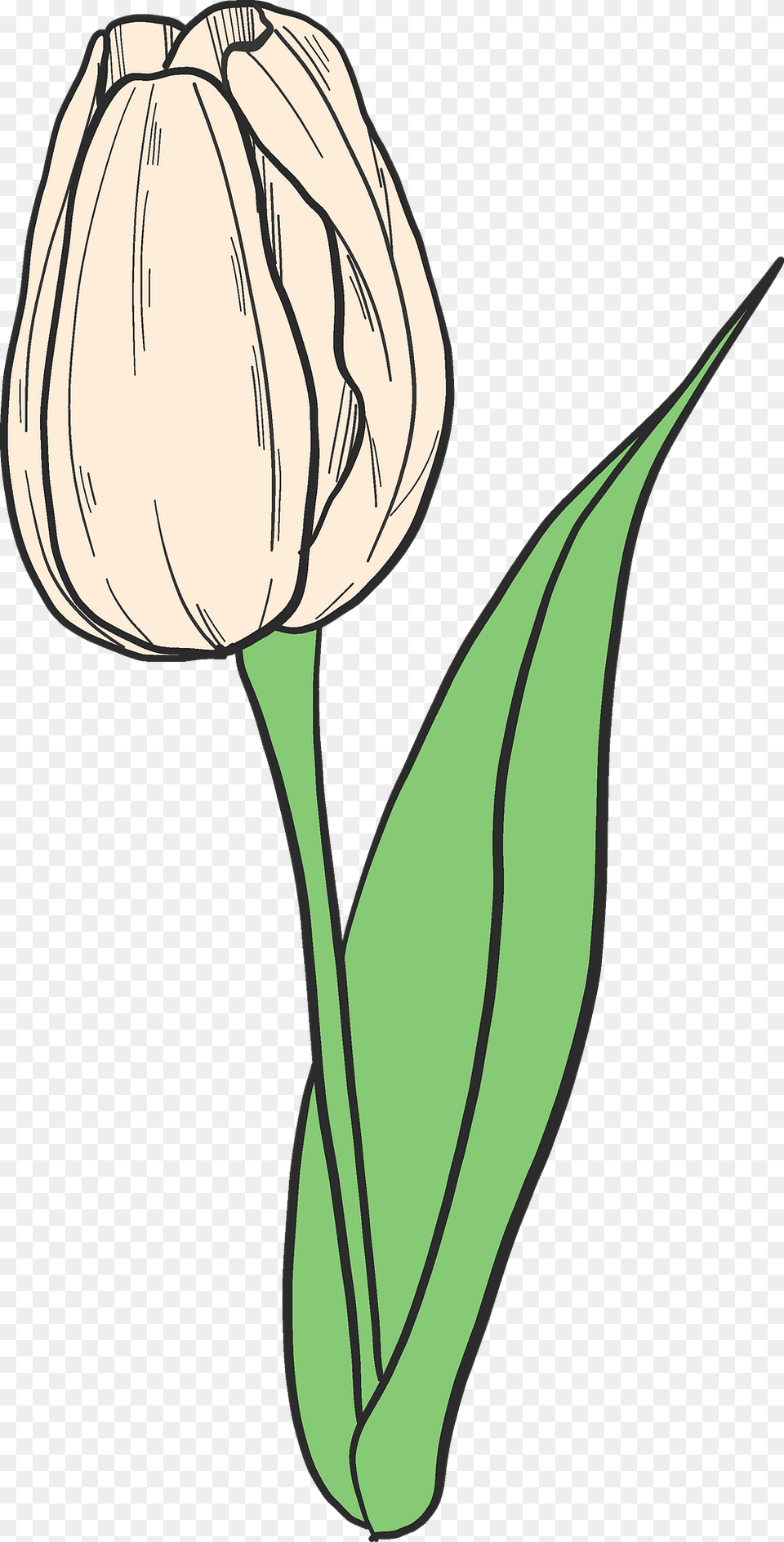 White Tulip Clipart, Flower, Plant, Person Free Png Download