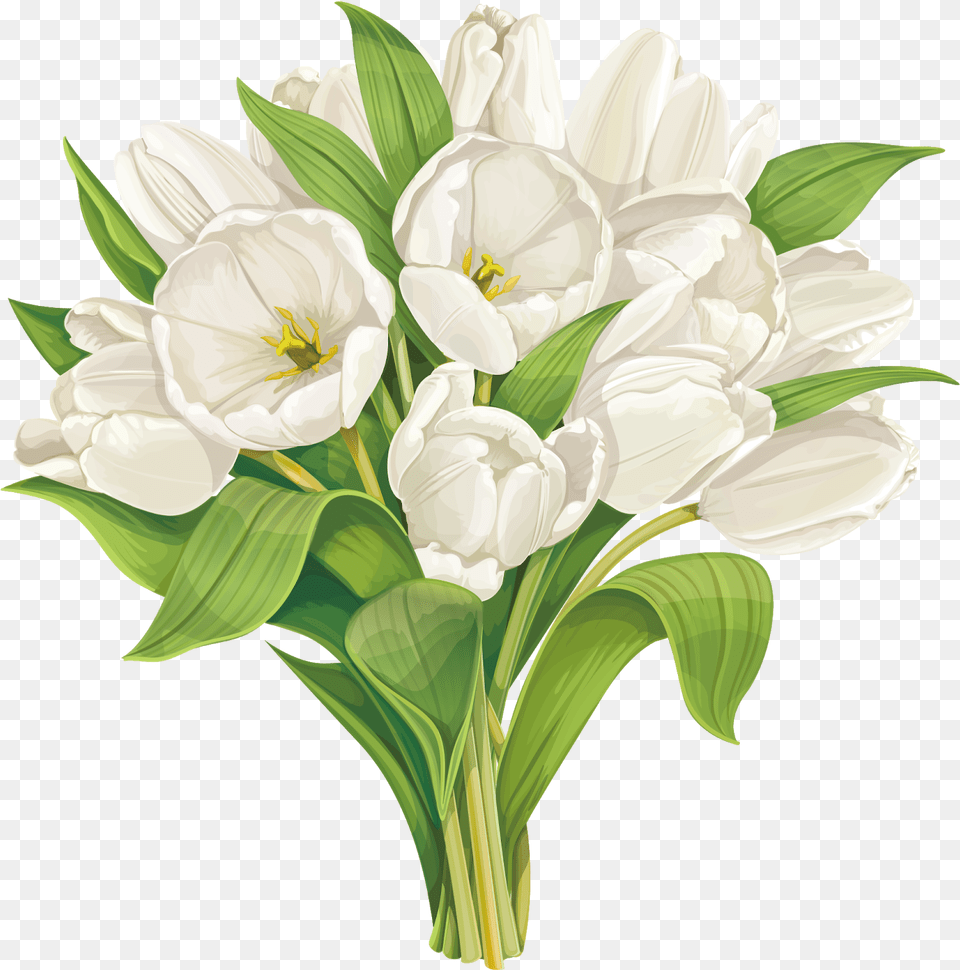 White Tulip Flower Vector, Flower Arrangement, Flower Bouquet, Plant, Art Png Image