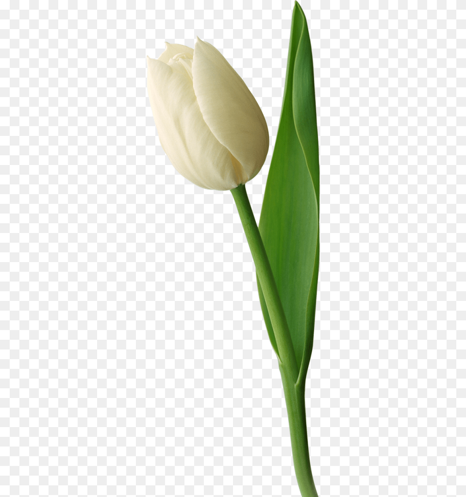 White Tulip Image, Flower, Plant, Petal, Rose Free Png Download