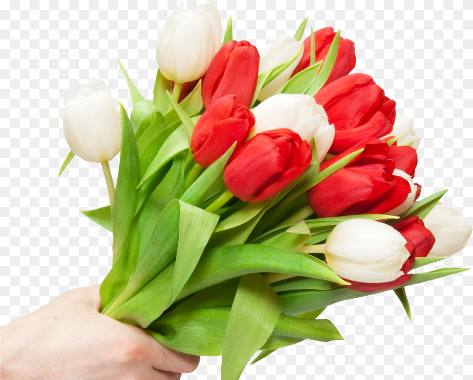White Tulips Bouquet Flowers For Love Ones, Flower, Flower Arrangement, Flower Bouquet, Plant Free Png Download