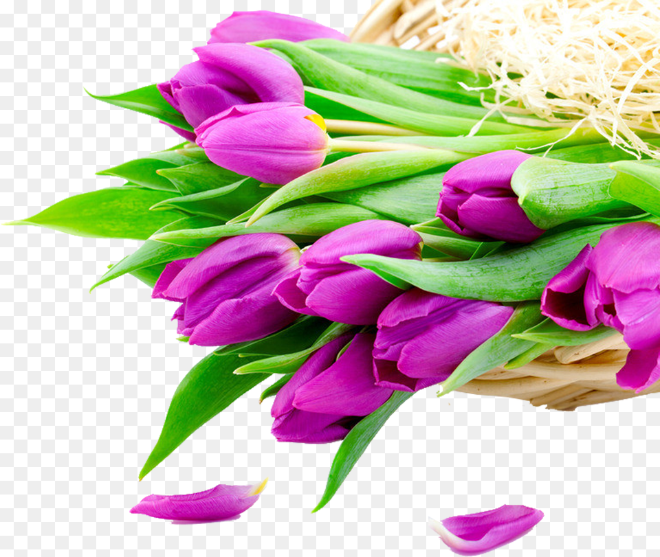 White Tulips Bouquet Free Purple White Tulip Flower Bouquet Png