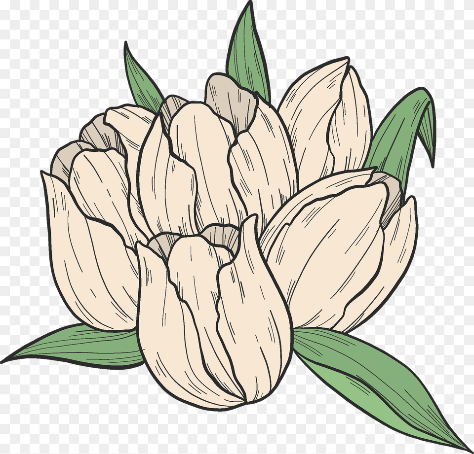 White Tulips Clipart, Flower, Plant, Art, Dahlia Free Png Download