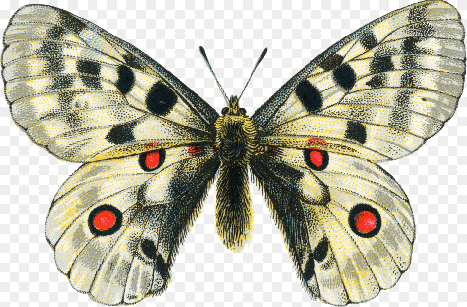White Vintage Butterfly Moth Clipart, Animal, Insect, Invertebrate Free Png Download