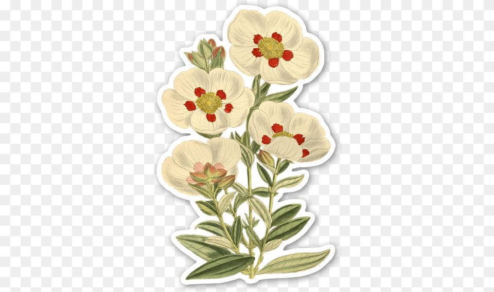 White Vintage Flowers Stickerapp Flowers Vintage, Art, Floral Design, Graphics, Pattern Free Png
