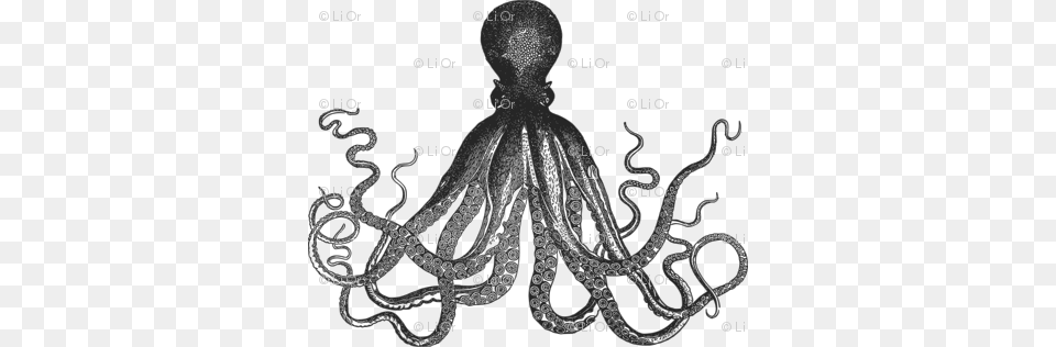 White Vintage Kraken Octopus Pattern Kraken Black And White, Animal, Sea Life, Invertebrate, Chandelier Png