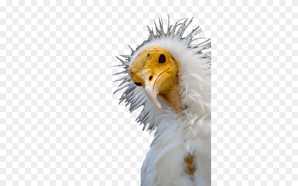 White Vulture 100 Cs Bkgrd Beautiful Birds Pretty White Ugly Bird From Rio, Animal, Beak, Condor Free Png Download