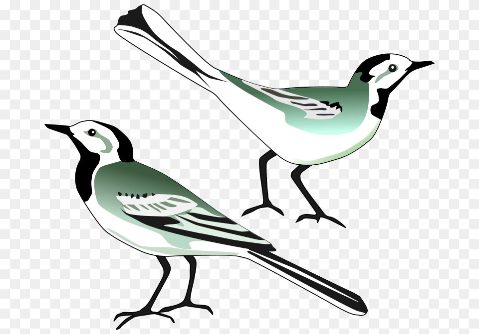White Wagtail, Stencil, Animal, Bird, Finch Free Transparent Png