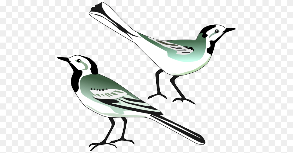 White Wagtail Clip Arts For Web, Stencil, Animal, Bird, Finch Free Transparent Png