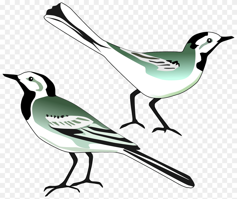 White Wagtail Clipart, Animal, Bird, Finch, Jay Png Image