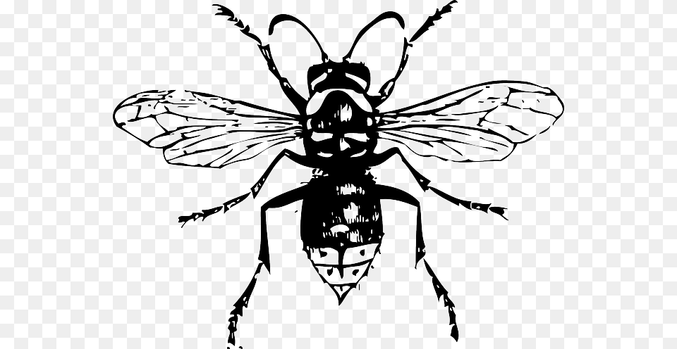 White Wasp, Animal, Bee, Insect, Invertebrate Free Transparent Png