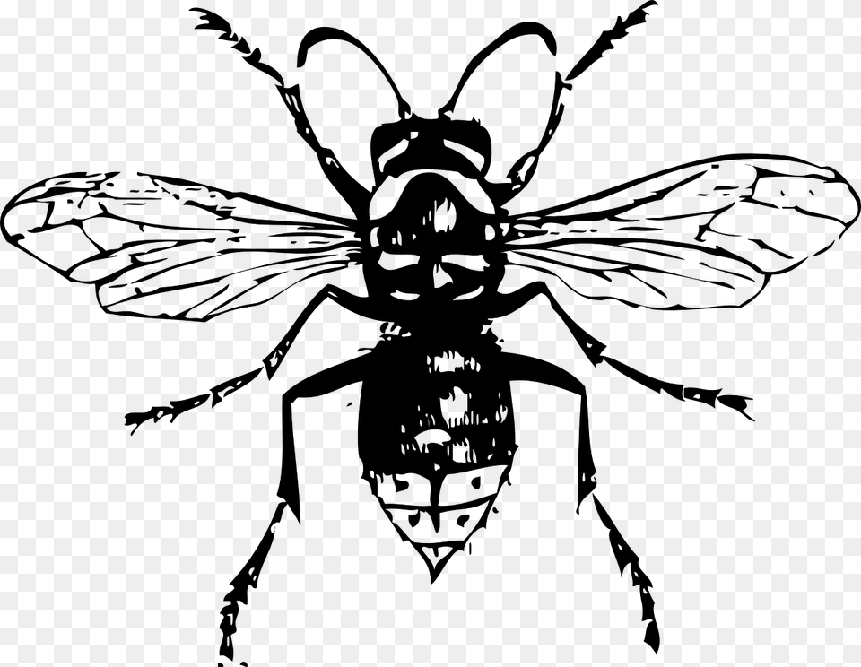 White Wasp, Gray Free Transparent Png