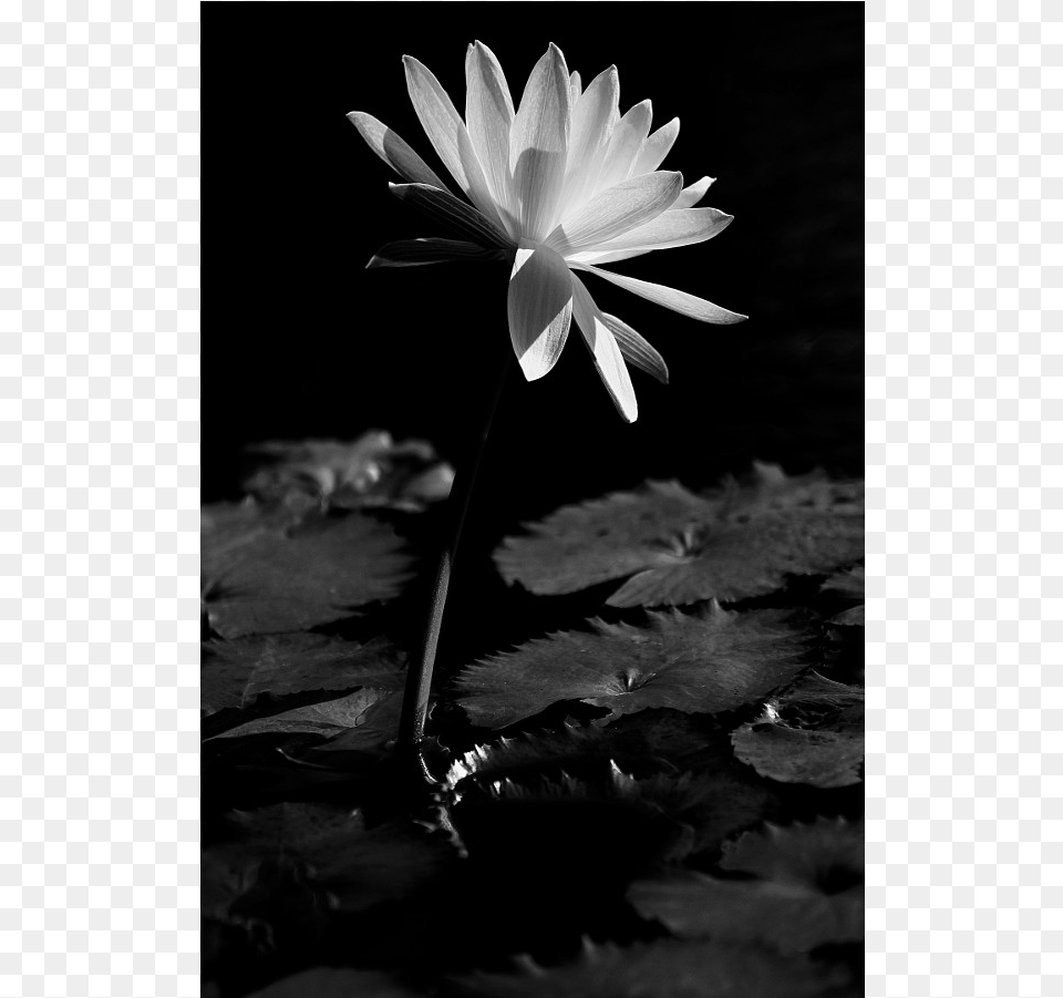 White Water Lily, Flower, Petal, Plant, Pond Lily Png Image