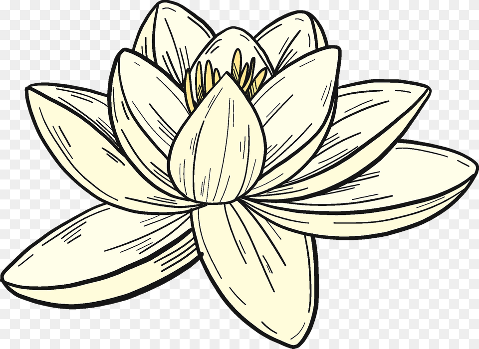 White Water Lily Clipart, Dahlia, Flower, Plant, Pond Lily Png