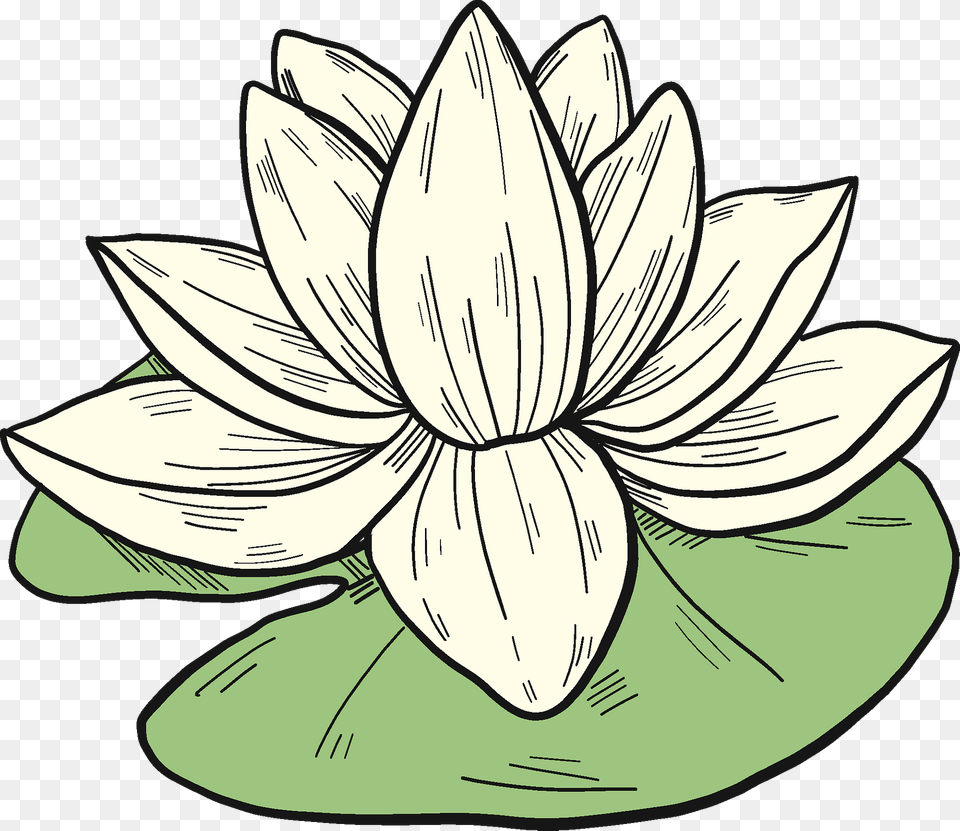 White Water Lily Clipart, Flower, Plant, Dahlia, Pond Lily Png