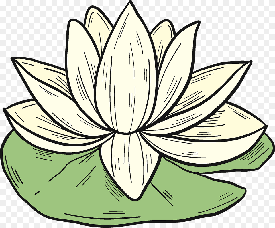 White Water Lily Clipart, Flower, Plant, Pond Lily, Animal Png