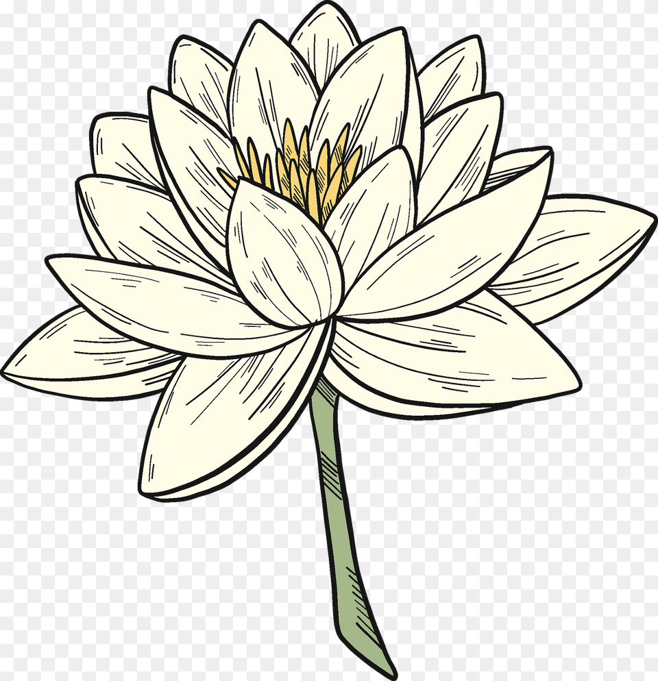 White Water Lily Clipart, Dahlia, Flower, Plant, Daisy Free Png Download