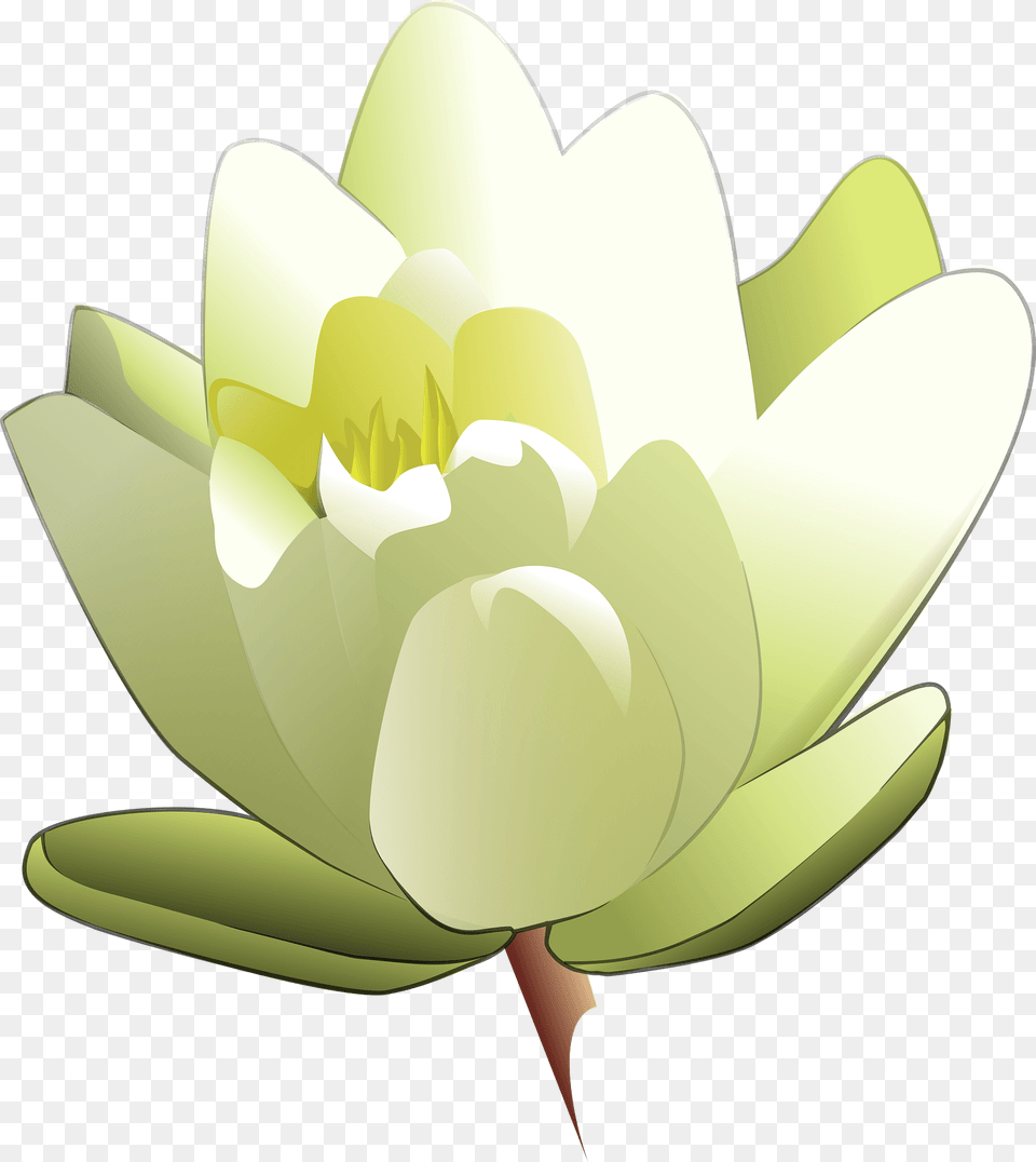 White Water Lily Clipart, Flower, Plant, Pond Lily, Petal Png Image