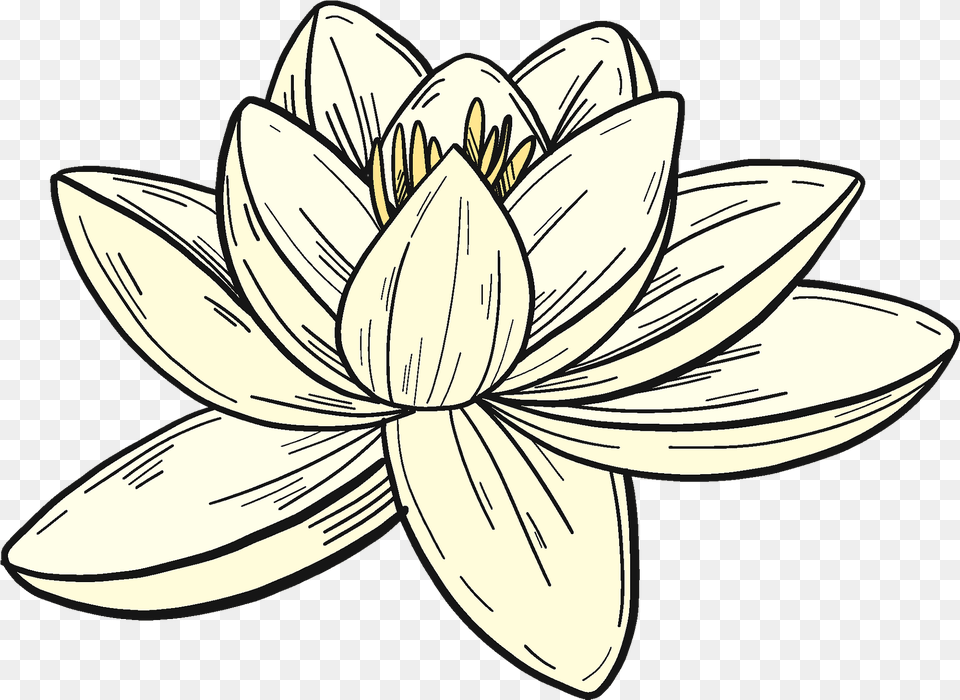 White Water Lily Clipart Lily, Dahlia, Flower, Plant, Pond Lily Png Image