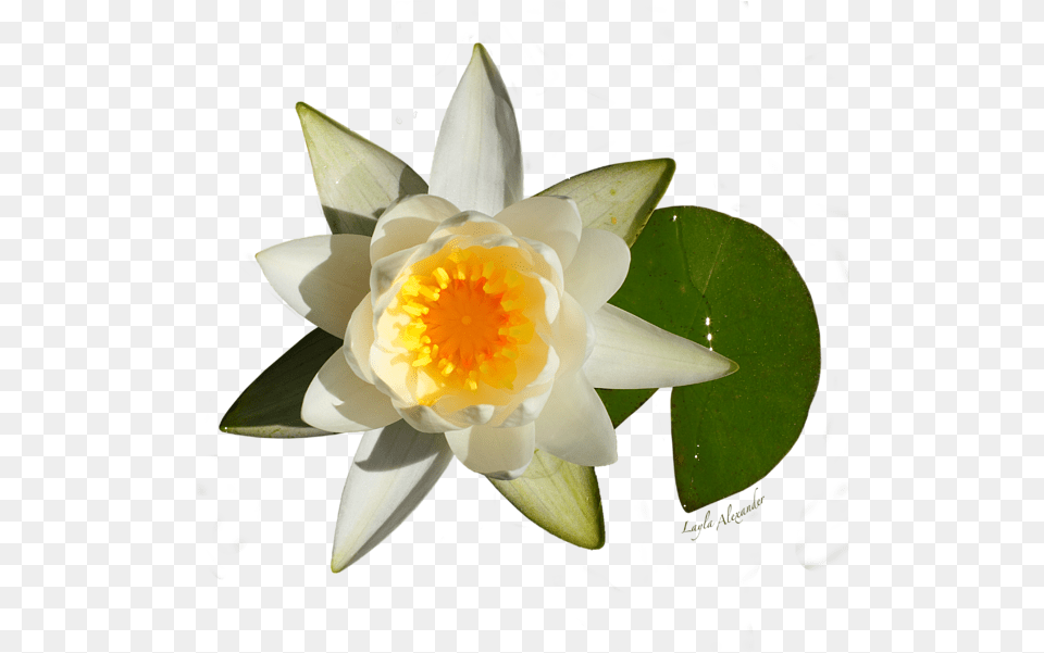 White Water Lily Carry All Pouch Sacred Lotus, Flower, Plant, Pond Lily Free Transparent Png