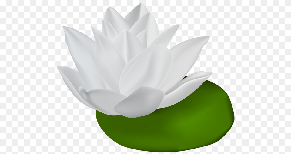 White Water Lily Transparent Clip Art Gallery, Flower, Plant, Pond Lily, Petal Free Png Download