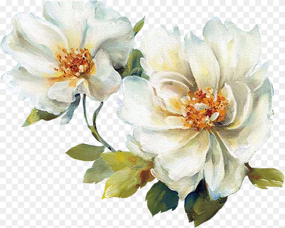 White Watercolor Flowers Transparent Background, Anemone, Anther, Dahlia, Flower Free Png Download