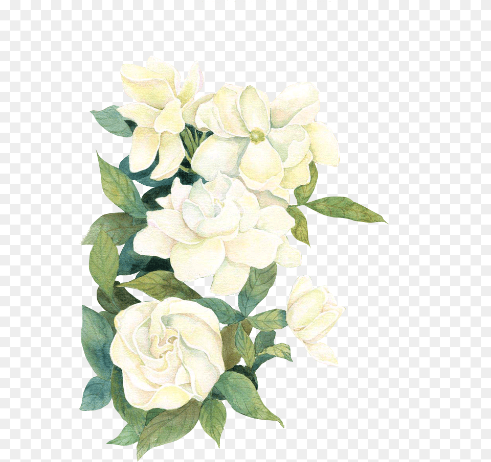 White Watercolor Flwoers Watercolor White Roses, Flower, Plant, Rose, Art Free Png Download
