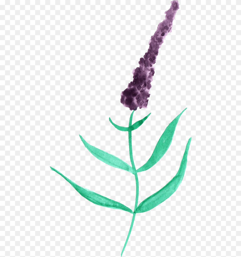 White Watercolor Watercolor Painting, Flower, Grass, Plant, Lavender Png Image