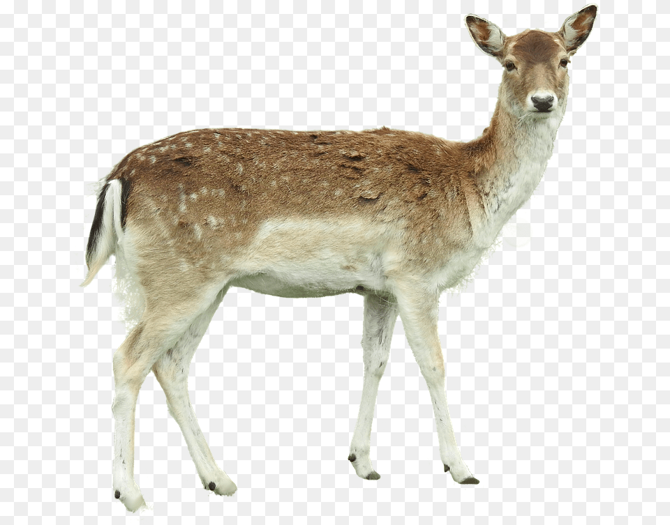 White White Tailed Deer, Animal, Antelope, Mammal, Wildlife Png