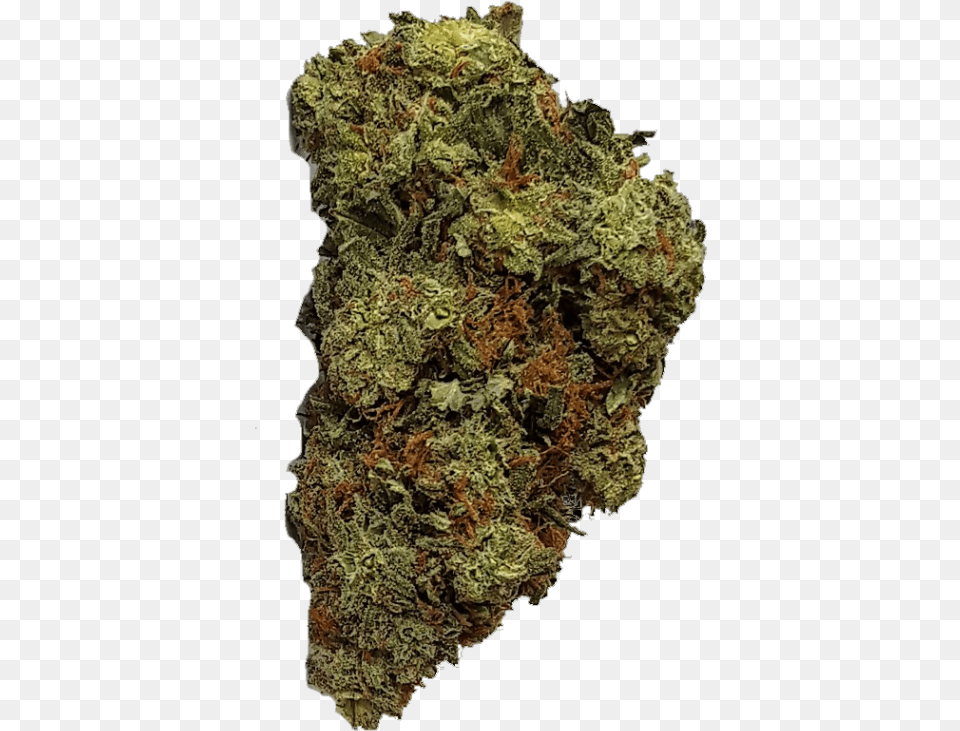 White Widow Premium, Plant, Weed, Moss, Adult Png Image
