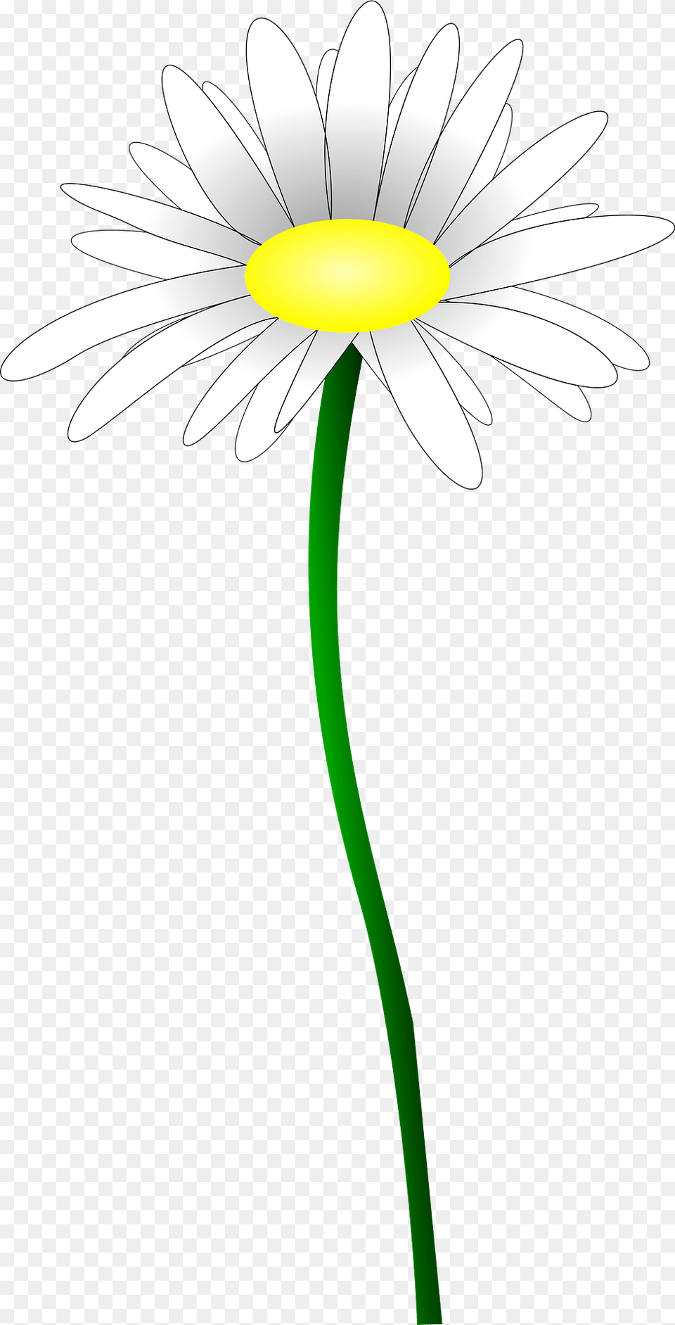 White Wildflowers Clipart, Daisy, Flower, Plant, Cross Free Png Download