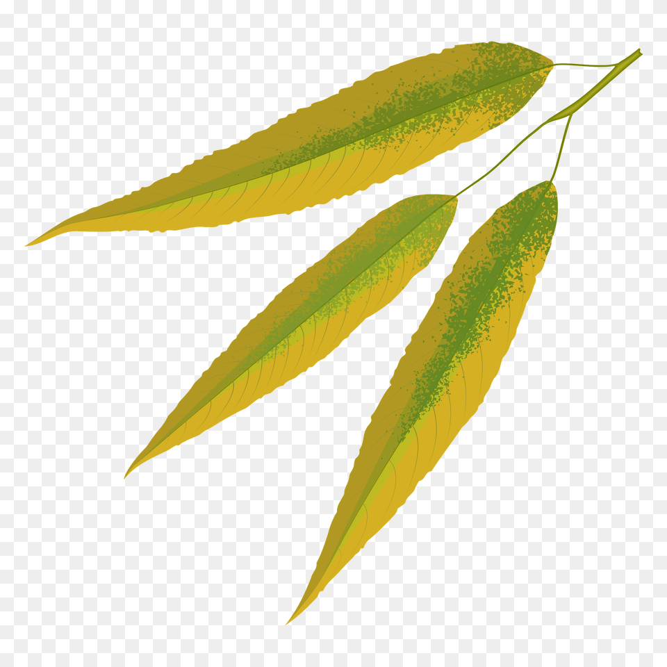 White Willow Autumn Leaf Clipart, Plant, Tree, Vegetation Free Png