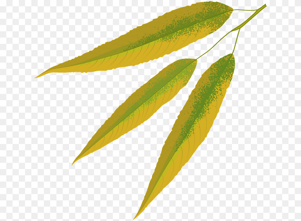 White Willow Autumn Leaf Clipart Transparent Silver Willow Leaves Clipart, Plant, Tree Free Png Download