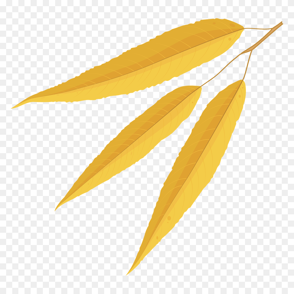 White Willow Late Autumn Leaf Clipart, Plant, Tree, Animal, Fish Free Png