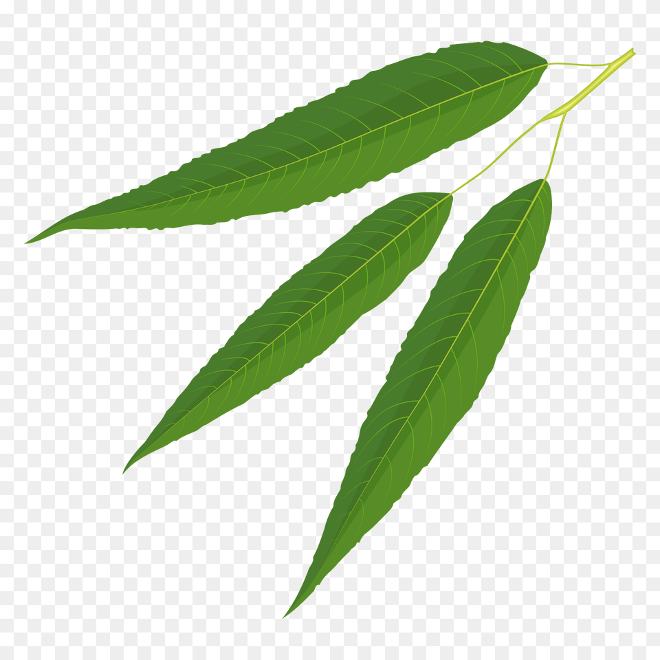 White Willow Summer Leaf Clipart, Plant, Tree, Vegetation, Animal Free Png Download