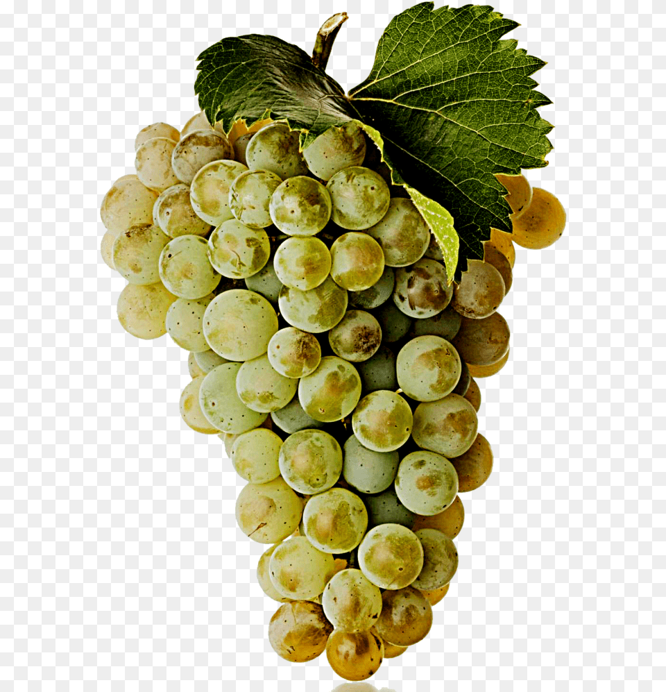 White Wine Grape, Food, Fruit, Grapes, Plant Png Image