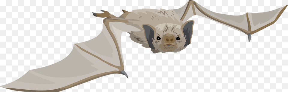 White Winged Vampire Bat Clipart, Animal, Mammal, Wildlife, Fish Free Transparent Png