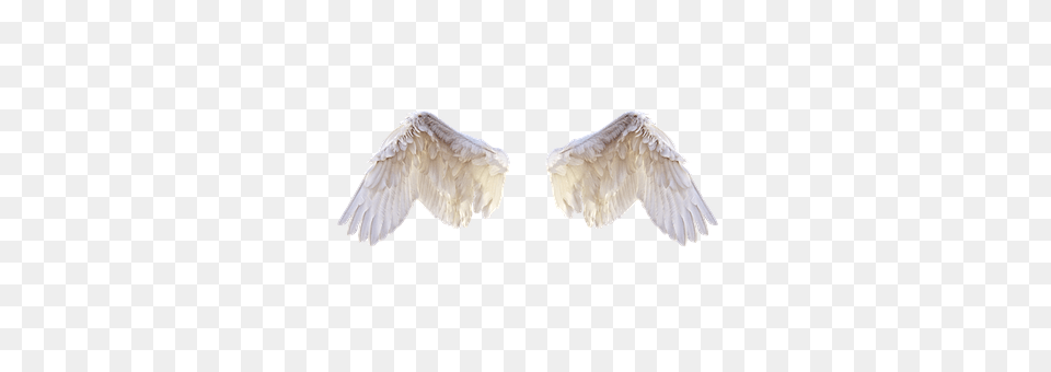 White Wings Animal, Bird, Flying Free Png Download