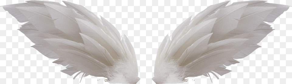 White Wings, Animal, Bird, Flower, Plant Free Png Download
