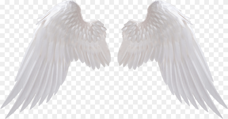 White Wings Angel Wings, Animal, Bird, Vulture, Flying Free Transparent Png