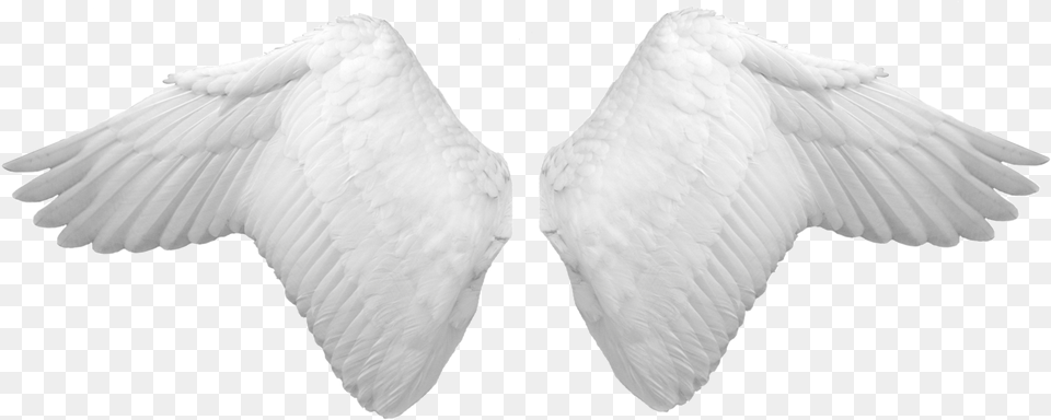 White Wings Angel Wings Psd, Animal, Bird Png