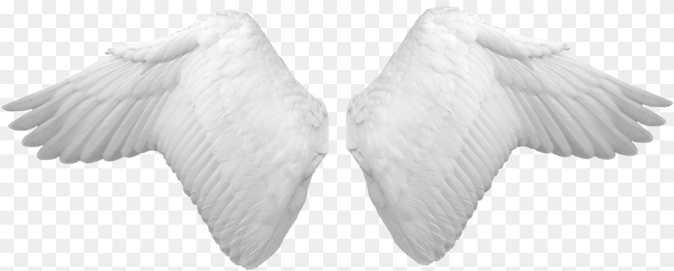 White Wings Butterfly, Animal, Bird Free Transparent Png