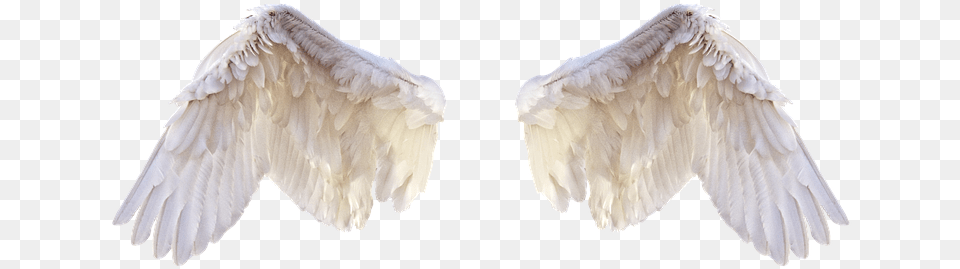 White Wings Pic Editing Bird Wings, Animal, Vulture, Angel Free Transparent Png