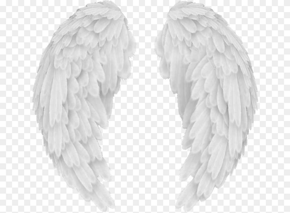 White Wings Picture Baby Angel Wings, Animal, Bird Free Transparent Png